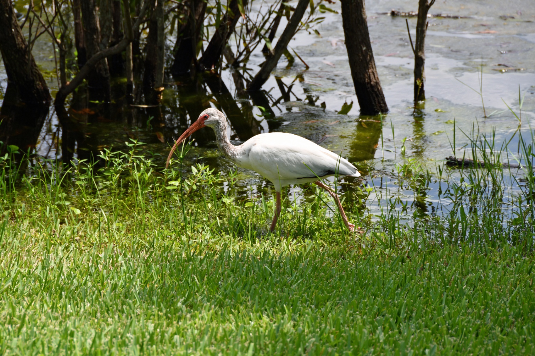 Resort Nature Trails