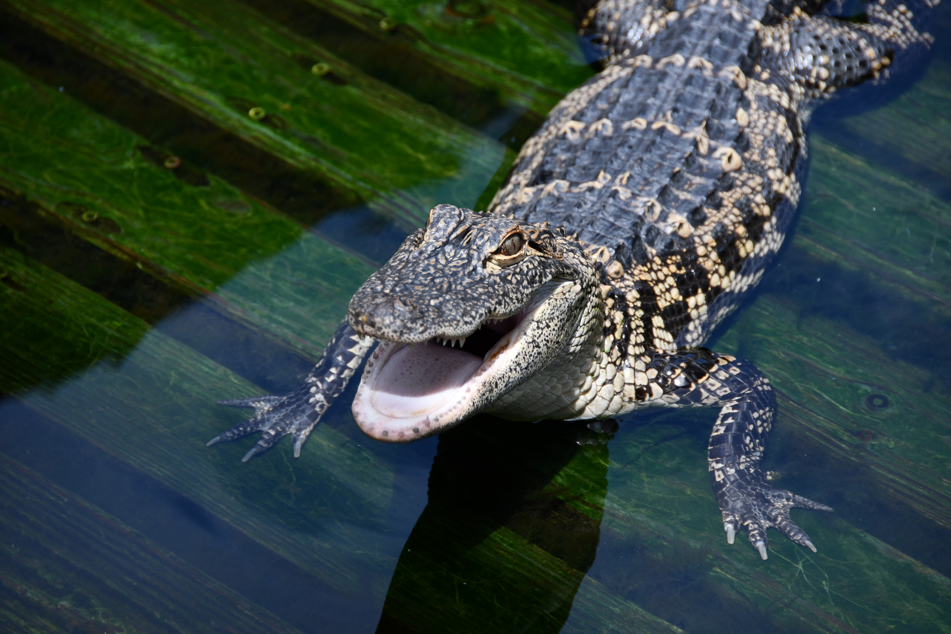 Gatorland